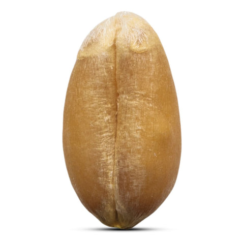 Alliance Bio - French 100% Organic Stone-Ground Semi-Whole Ancient Wheat Flour T80